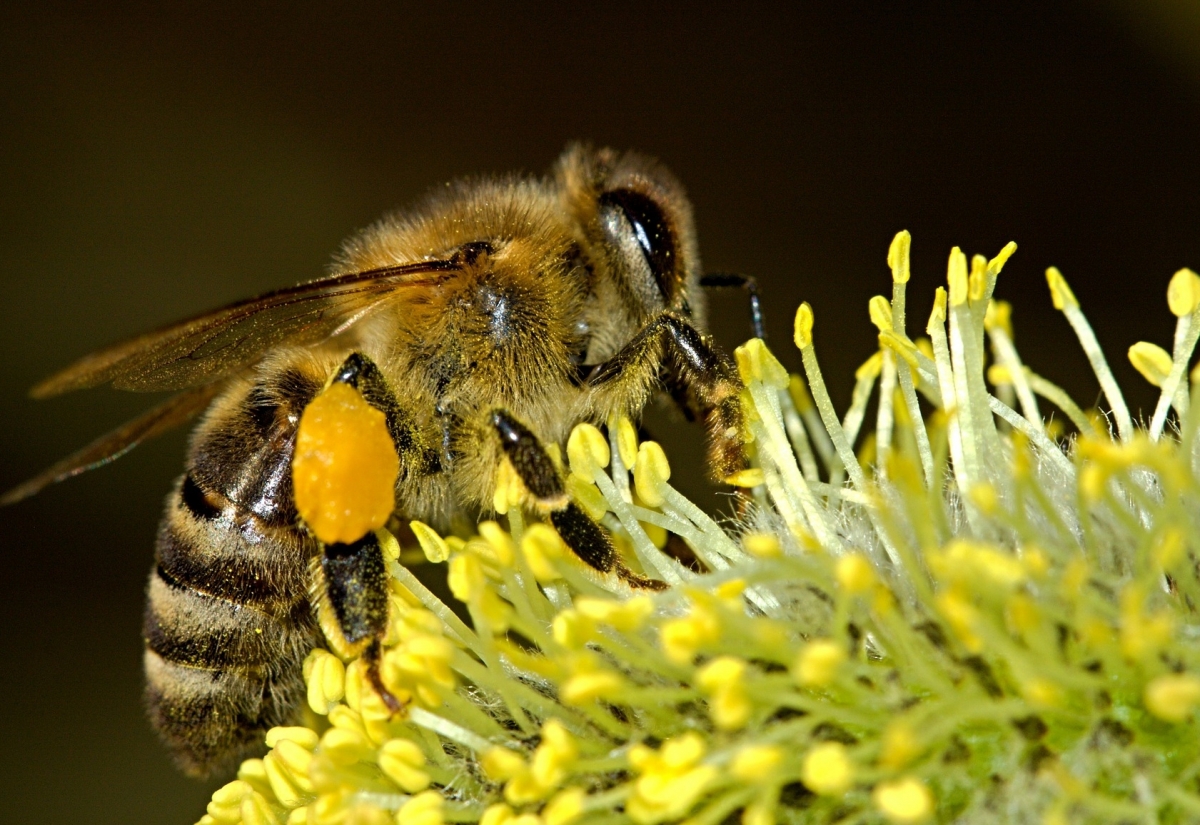 RGO: Jahreshauptversammlung der Imker wird verschoben
