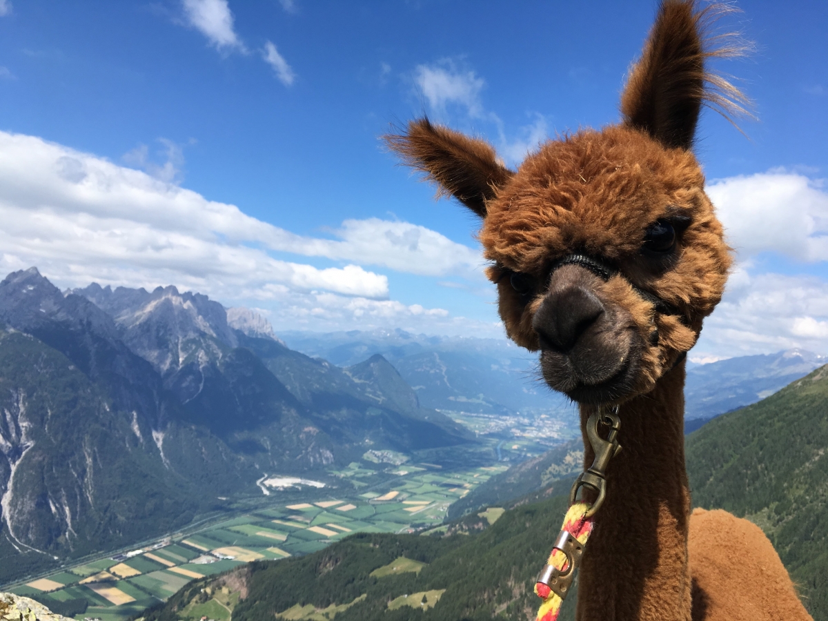 Zwickenberg Alpakas sind preisgekr&ouml;nt