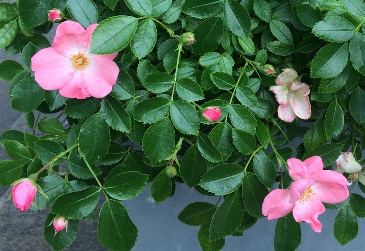 Rosenmarkt &bdquo;Rosen in der Oberen Altstadt&ldquo;