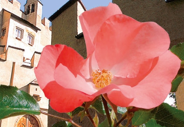 Fr&uuml;hling in Lienz: Die Lienz Rose&reg; &ndash;  ein besonderes Geschenk