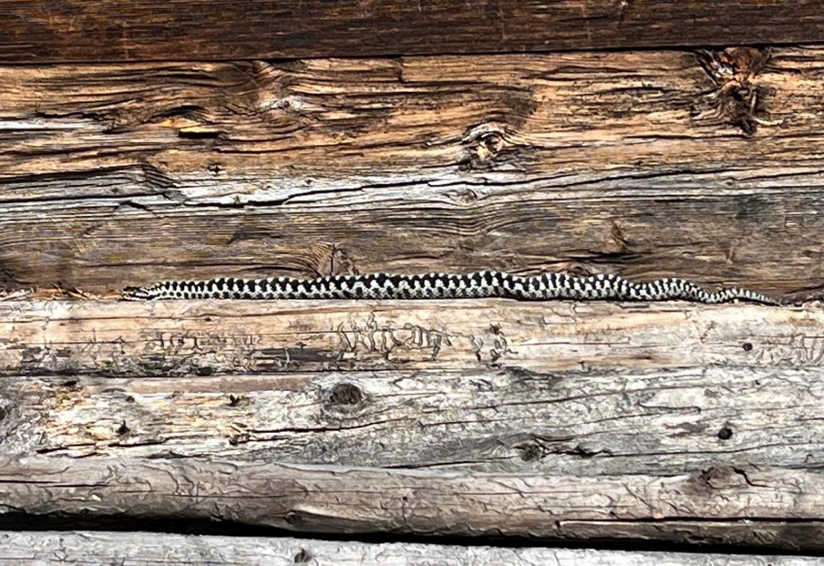 Schlangen erwachen nun aus der Winterruhe