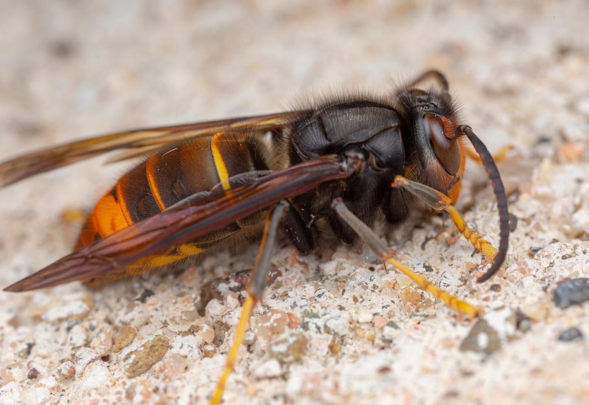Asiatische Hornisse im Vormarsch