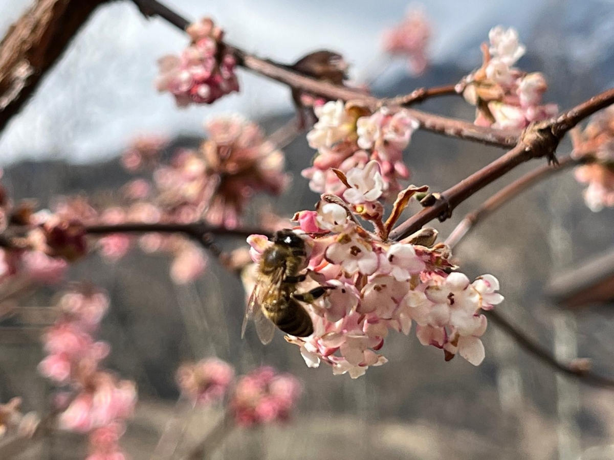 Bauernfeind begr&uuml;&szlig;t EU-Herkunftsbezeichnung f&uuml;r Honig