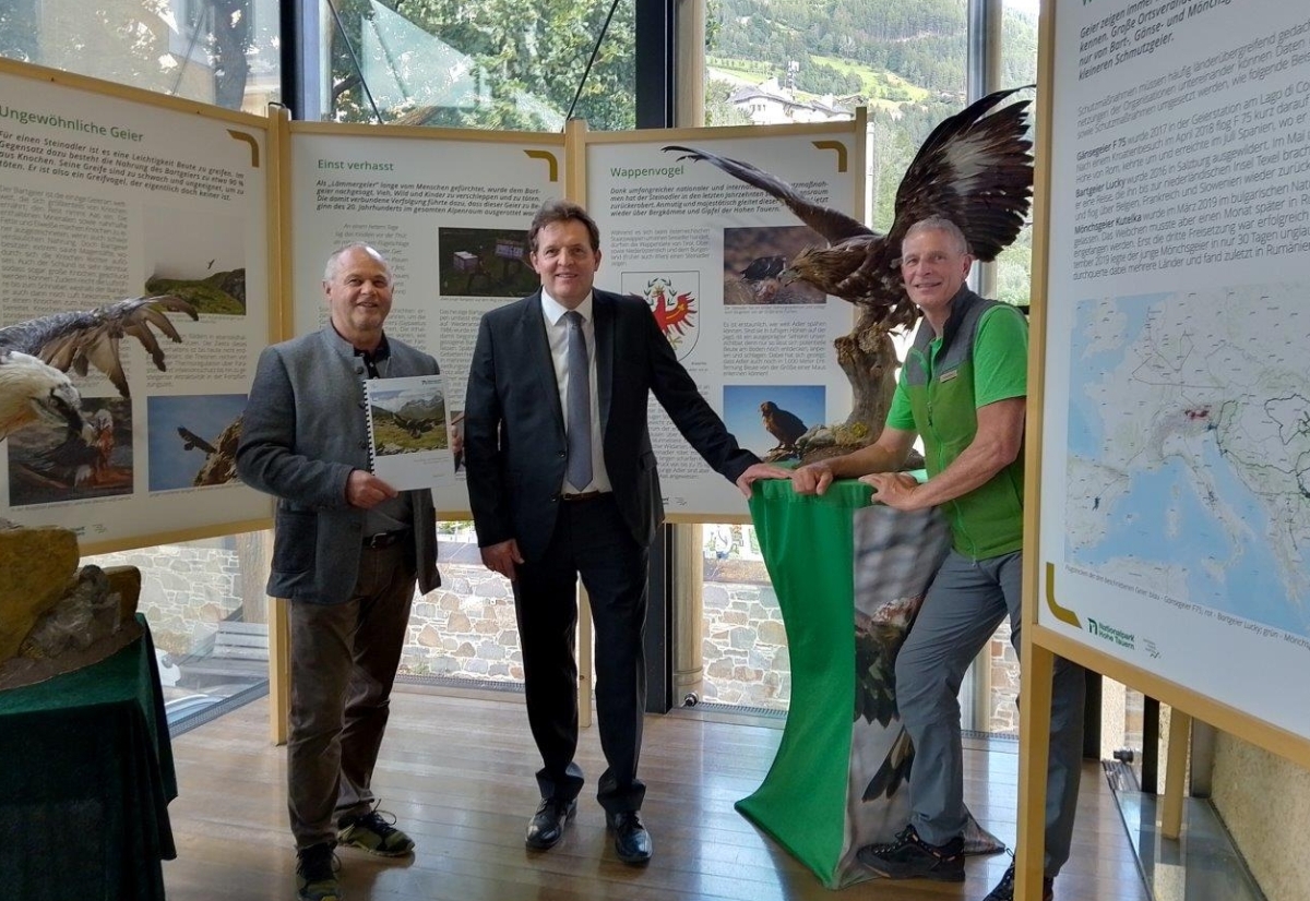 Steinadlerbestand im Nationalpark Hohe Tauern stabil