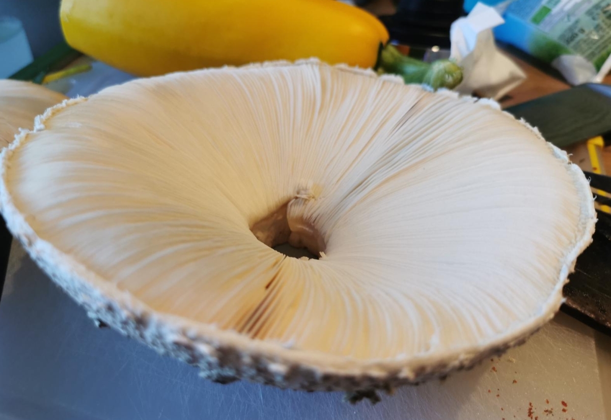 Was es beim Pilze sammeln zu beachten gilt