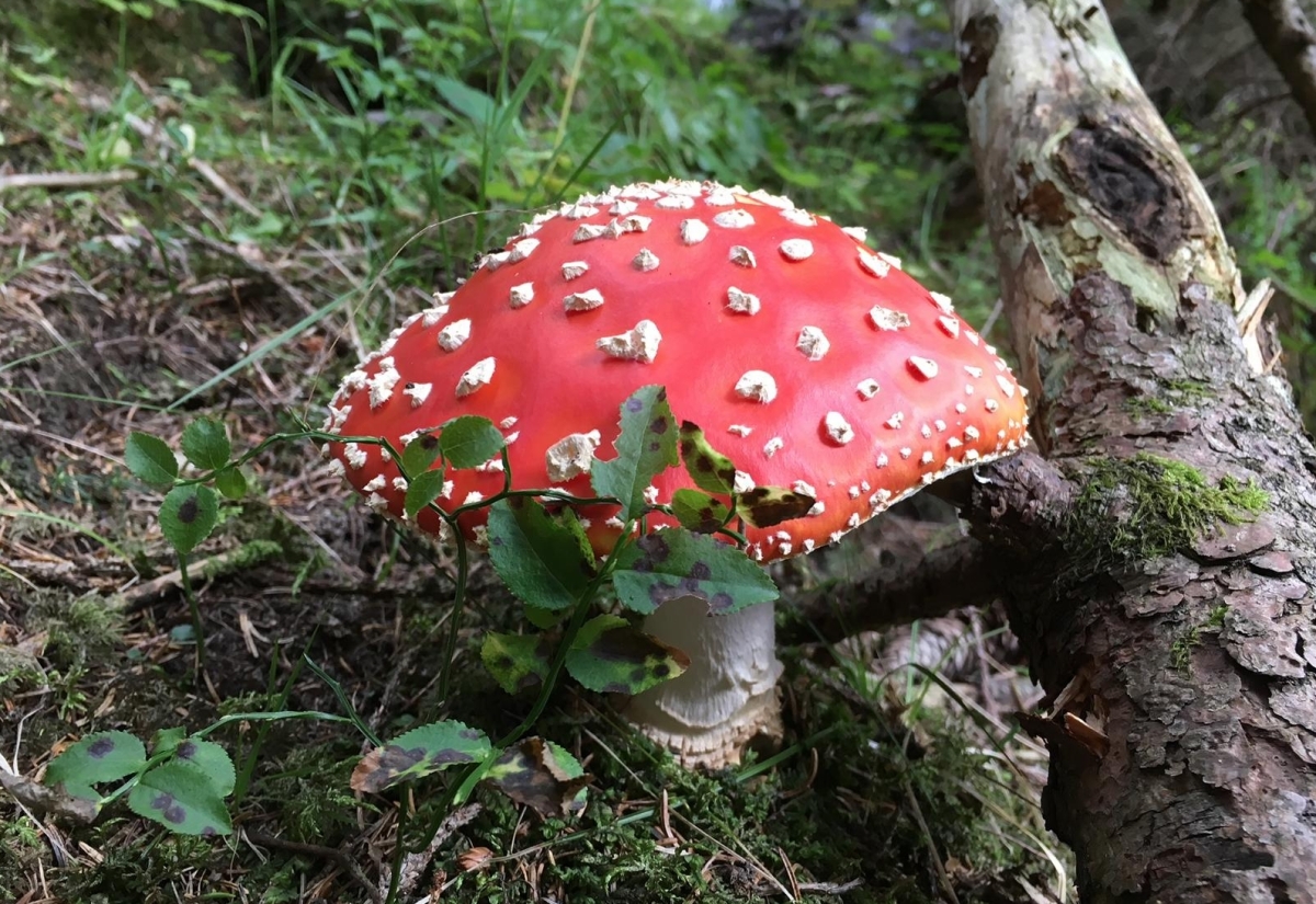 Biologische Vielfalt durch Trittsteinbiotope