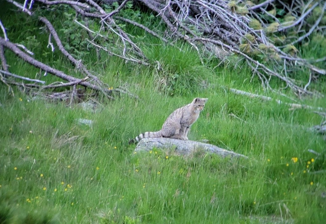 Erster Schnappschuss einer Wildkatze in Osttirol