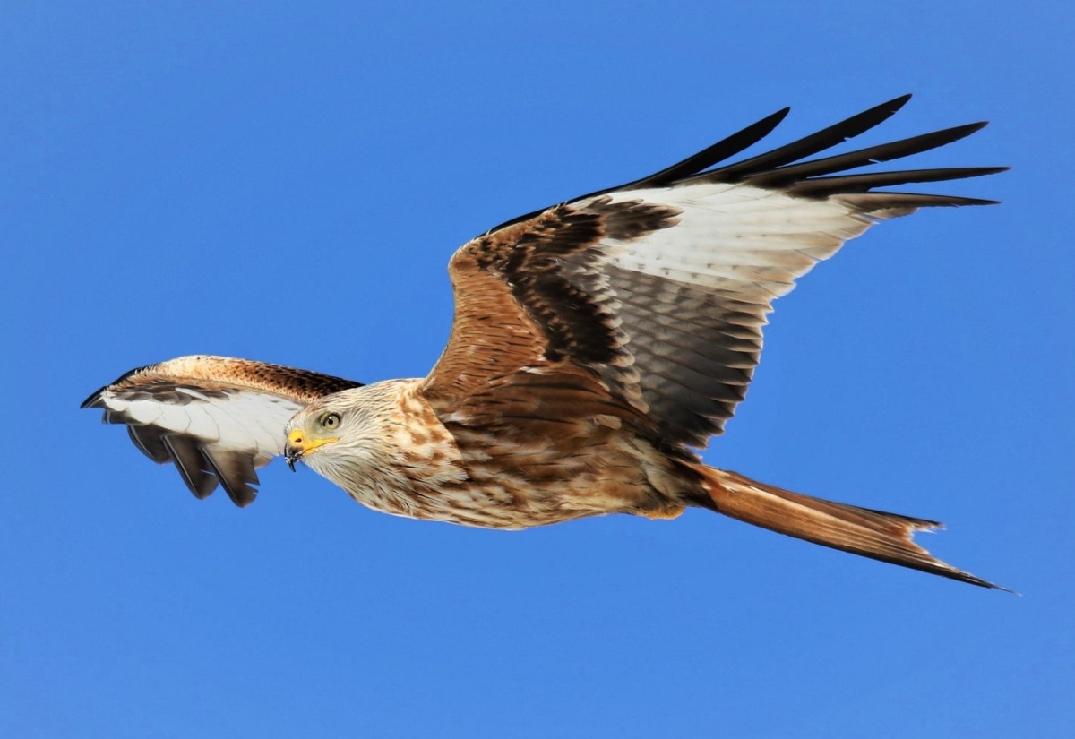 Neuer Atlas sammelt Brutvogelarten in Tirol