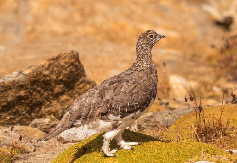 Schneeh&uuml;hner brauchen Ruhe