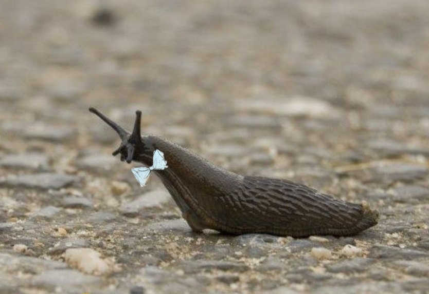 Tirol darf nicht Schneckol werden!