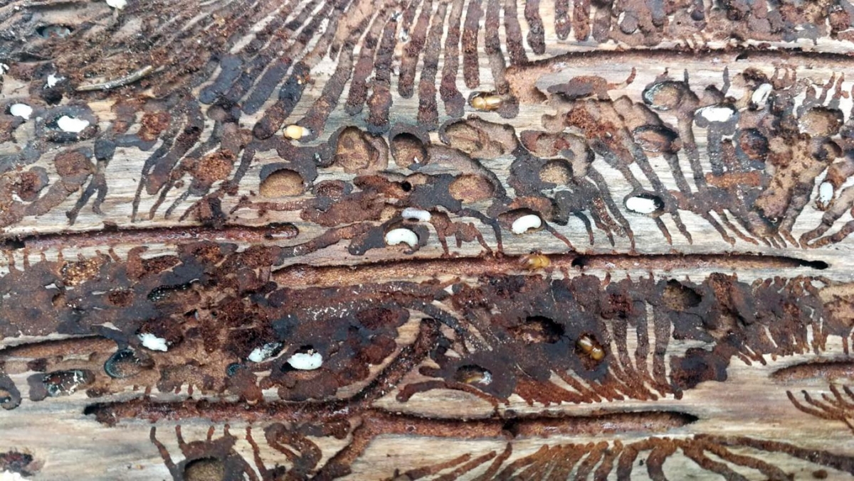 Borkenk&auml;fer bedroht Osttiroler W&auml;lder