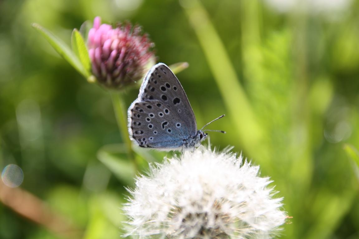 22. Mai: Tag der Artenvielfalt