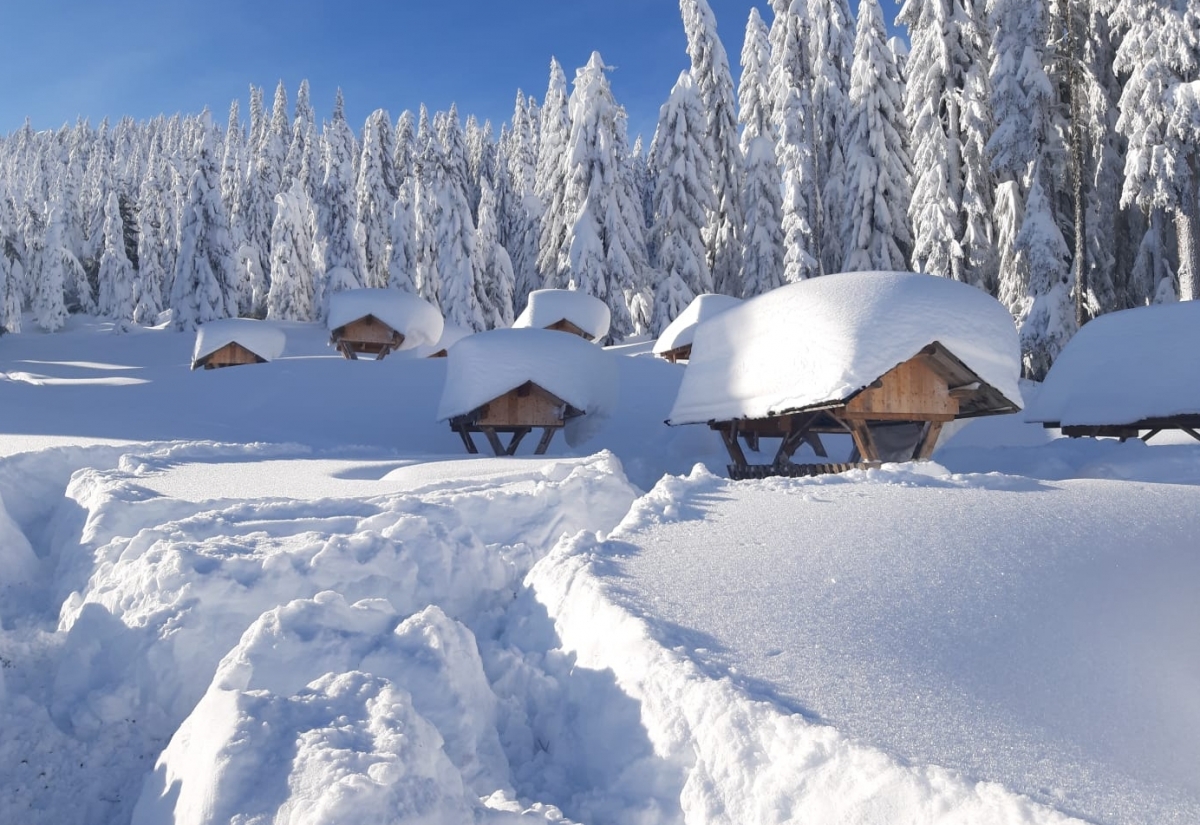 Das Wild braucht Futter und Ruhe