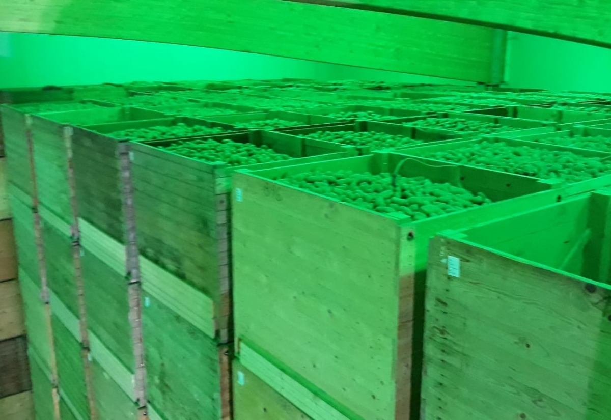 2020 ist ein gutes Erd&auml;pfeljahr