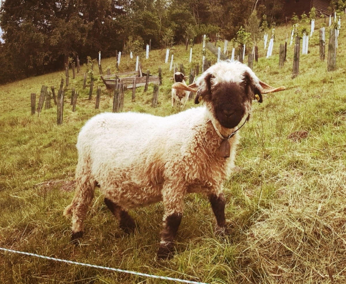 Umfrage: Was haben Sie schon in der Schafsk&auml;lte erlebt?