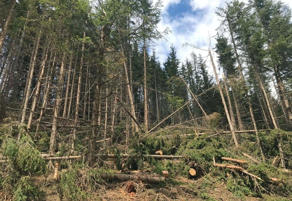 Land Tirol schn&uuml;rt Ma&szlig;nahmenpaket f&uuml;r Osttiroler Schutzwald