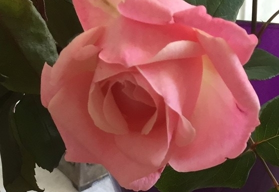 Umfrage: Was halten Sie vom Valentinstag?