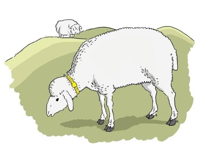 Kann Halsband Wolf vergr&auml;men?