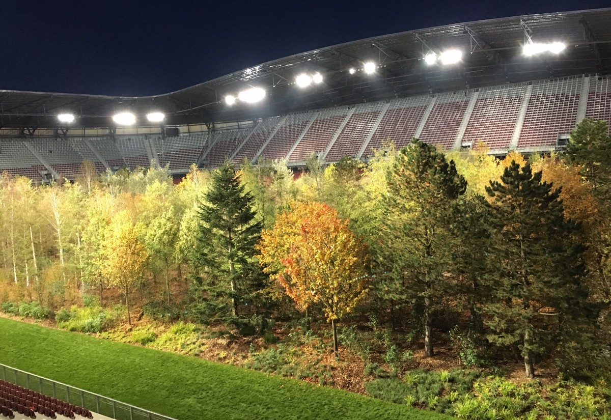 Letzte Chance diesen Wald in Klagenfurt zu sehen