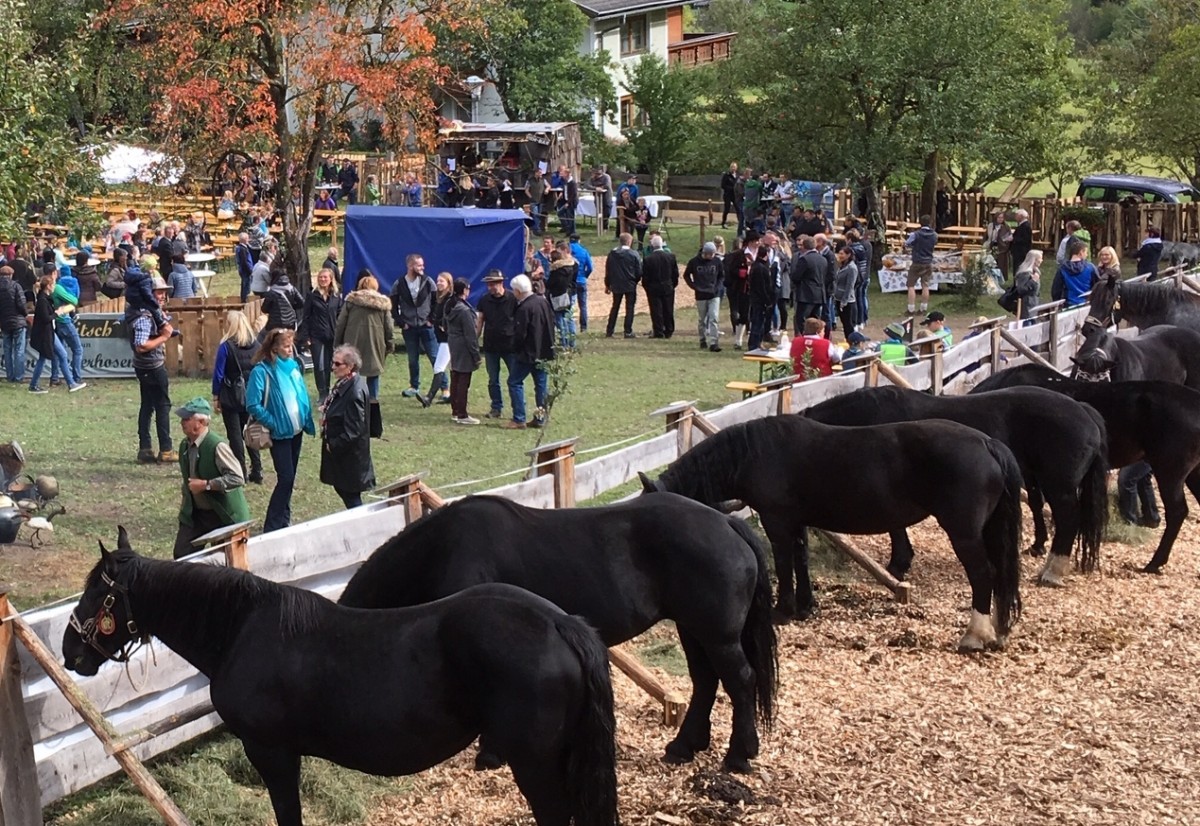 Gro&szlig;es Fest am Archehof Steiner