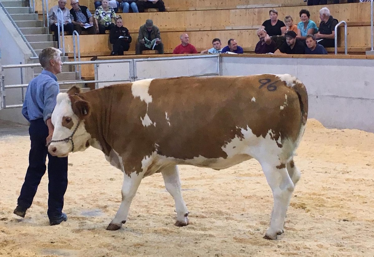 Positiver Auftakt in der RGO-Arena Lienz