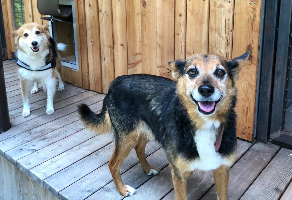 Bei Nikolsdorf wurden 2 Hunde ausgesetzt