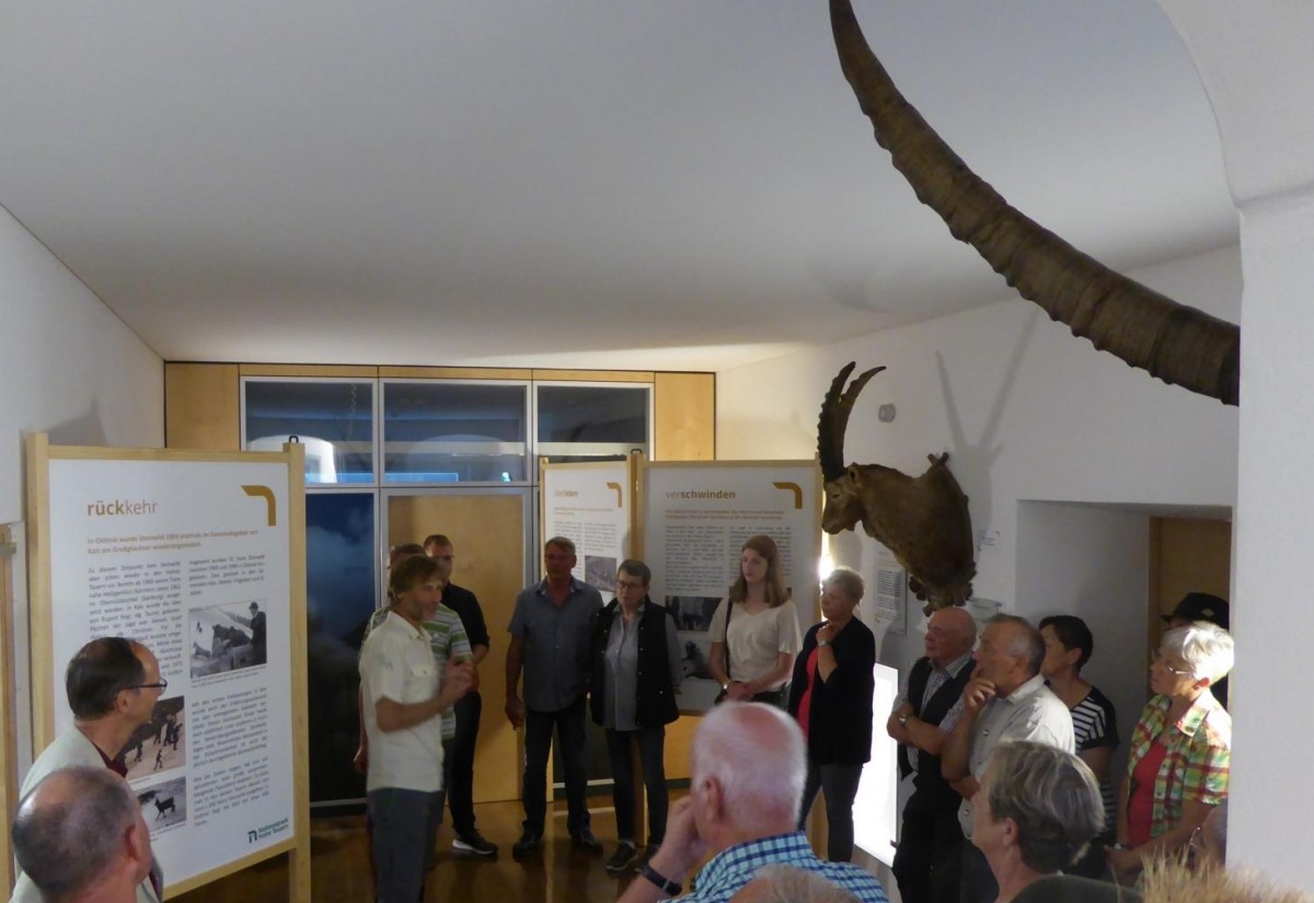 Der Alpensteinbock und seine Wiederansiedelung