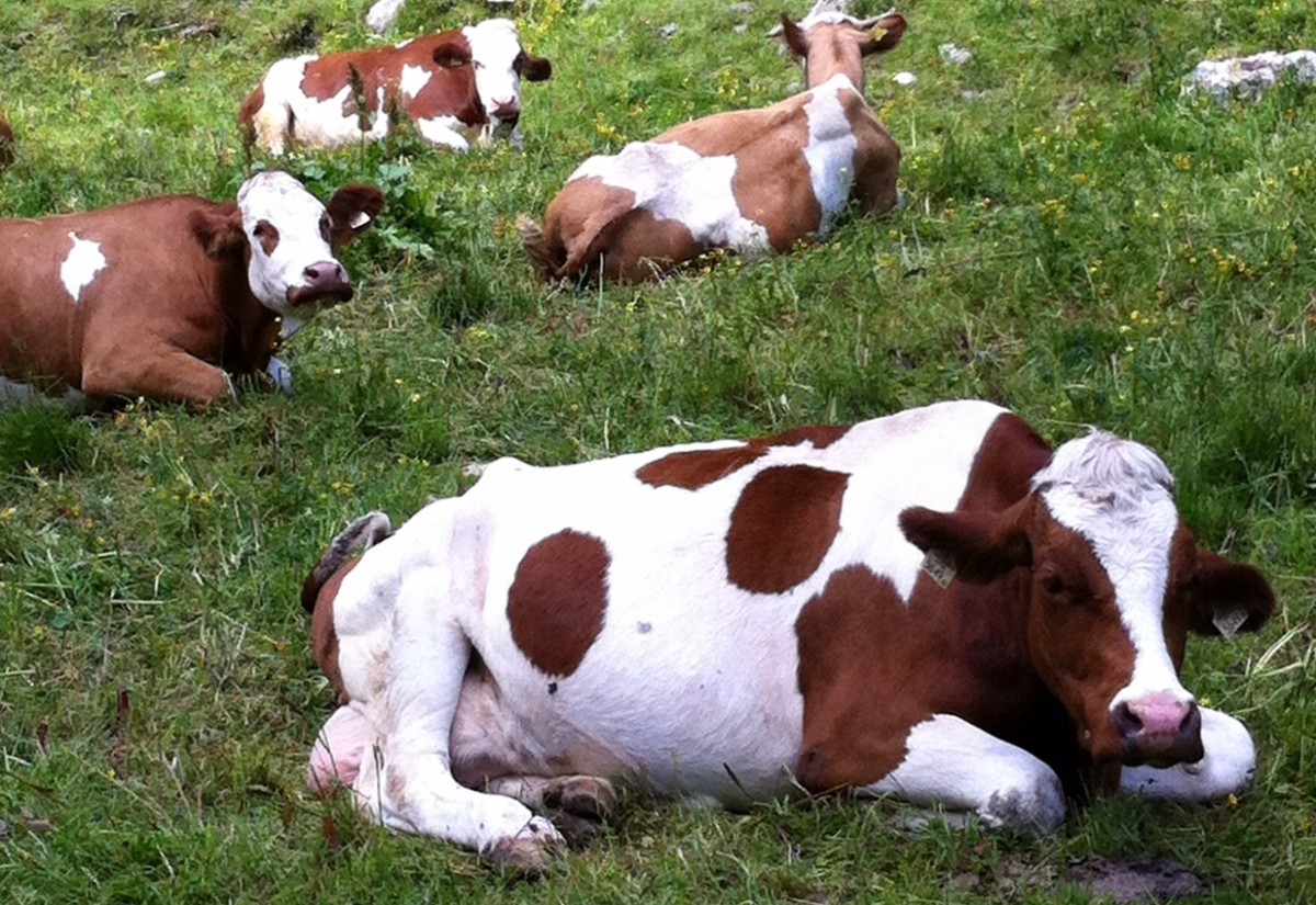 Die Almsaison startet heuer etwas sp&auml;ter