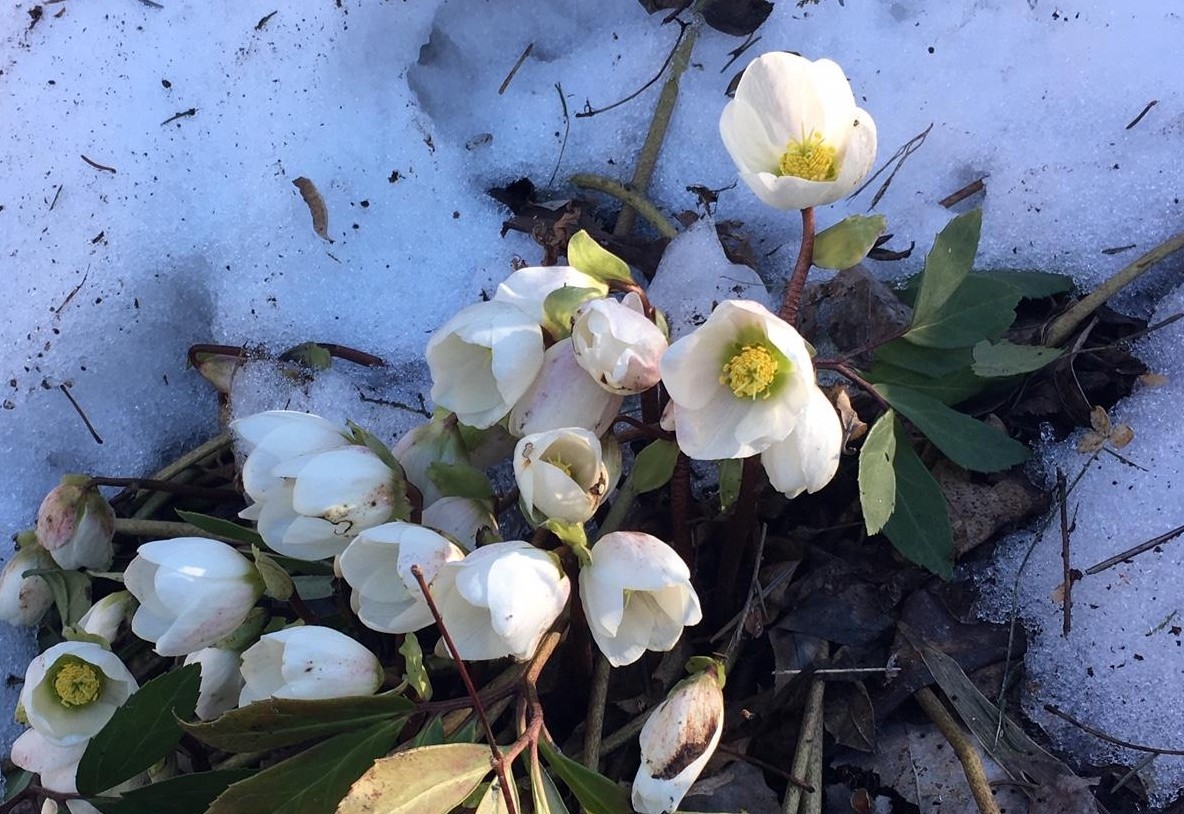 Fr&uuml;hlingsgef&uuml;hle in Osttirol
