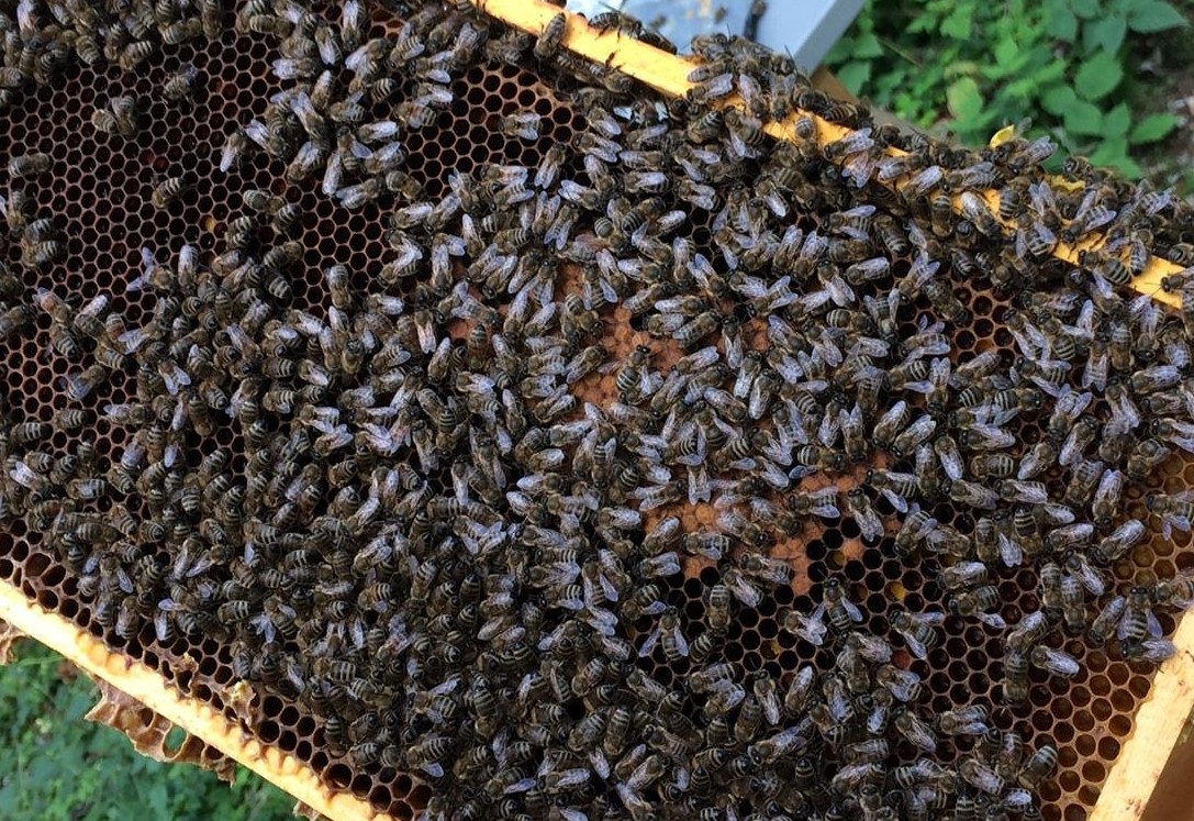 Fr&uuml;her Start ins Osttiroler Bienenjahr