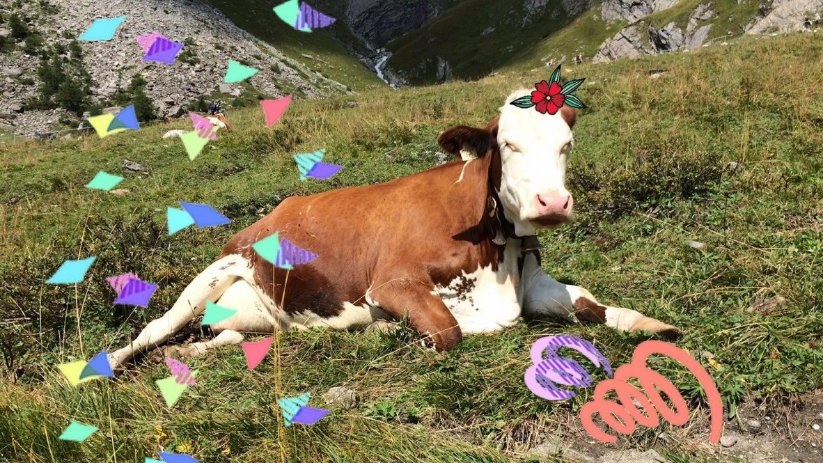 Fasching 2019 - Tierschimpfw&ouml;rter unerw&uuml;nscht!