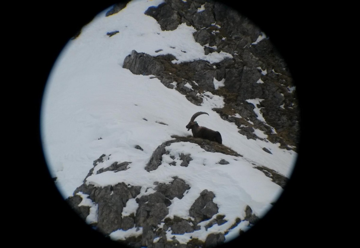 Neue Studie &uuml;ber Gamsr&auml;ude in Osttirol