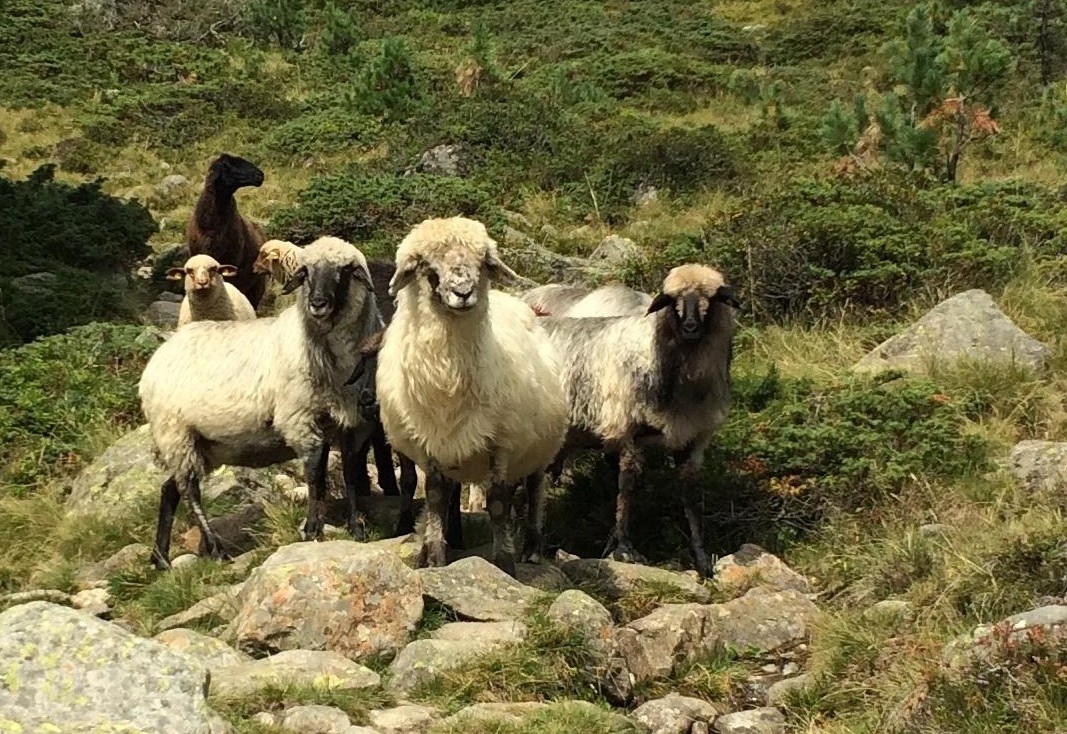 Schafbauern wegen Wolf in Sorge