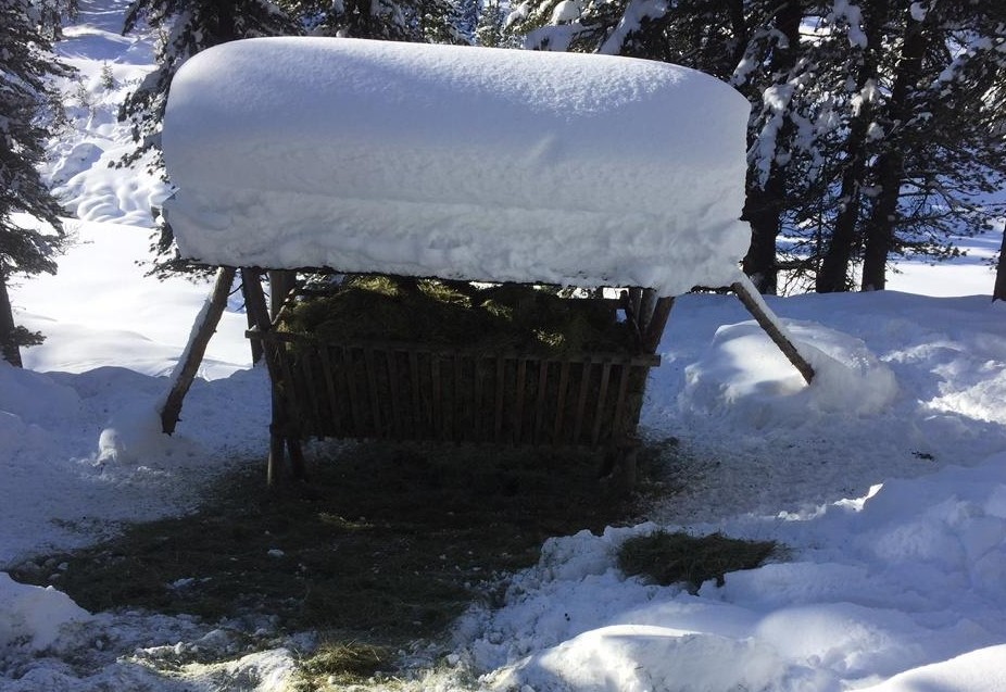 Harter Winter f&uuml;r Wild und J&auml;ger