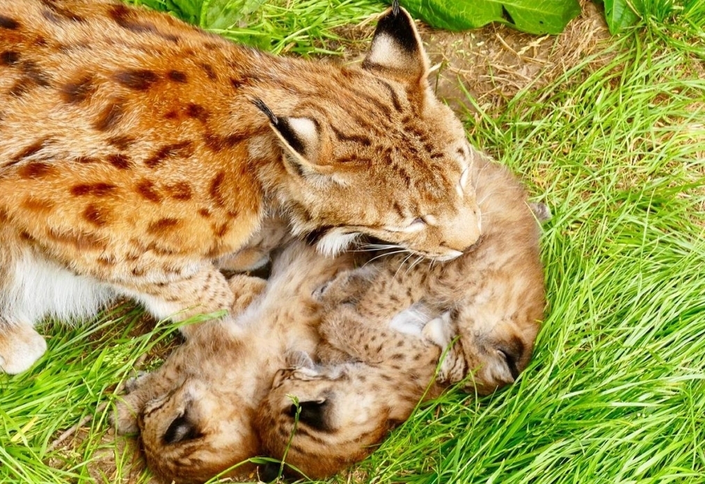 Luchs-Babies aus dem Wildpark Assling