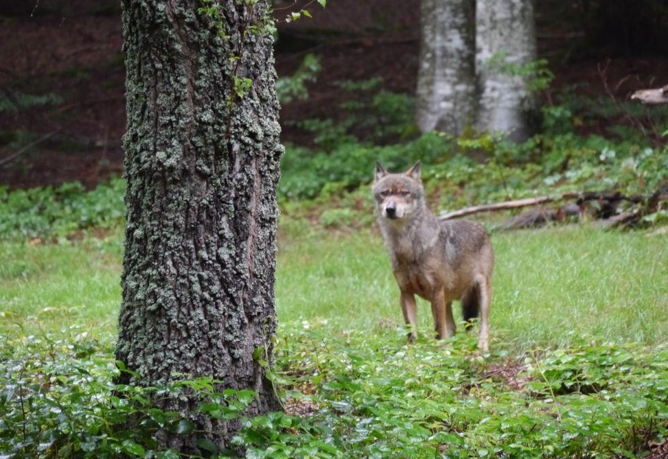 EU Kommission will Schutzstatus des Wolfes senken
