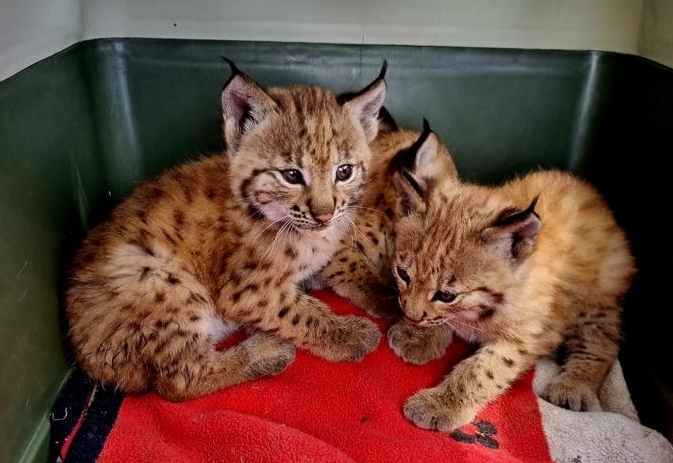 Asslinger Raubkatzen geht es gut