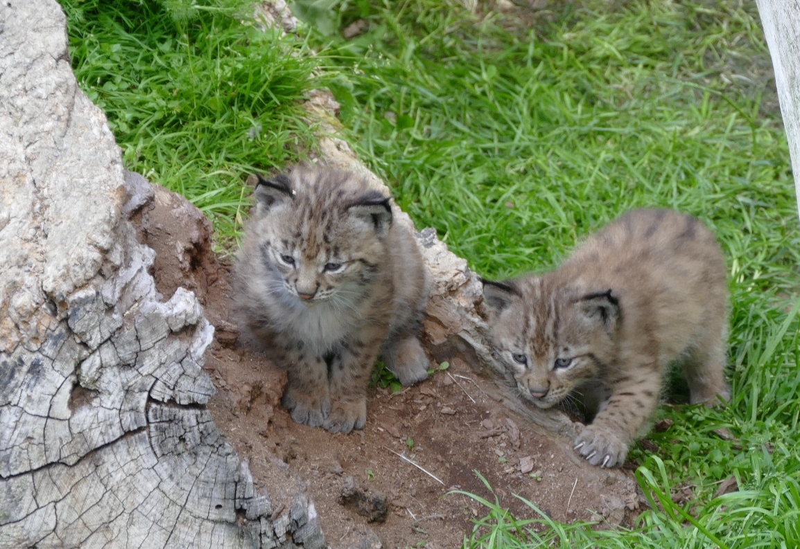 Im Wildpark Assling gibts Nachwuchs bei den Luchsen
