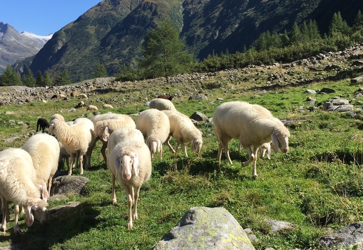 Risse durch gro&szlig;e Beutegreifer haben sich verdoppelt