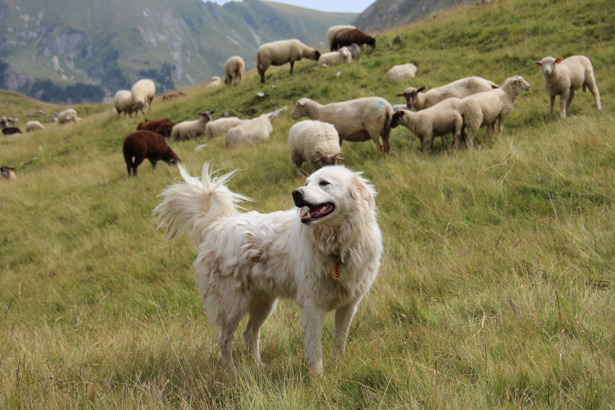  Umweltorganisationen fordern Soforthilfe-Paket 