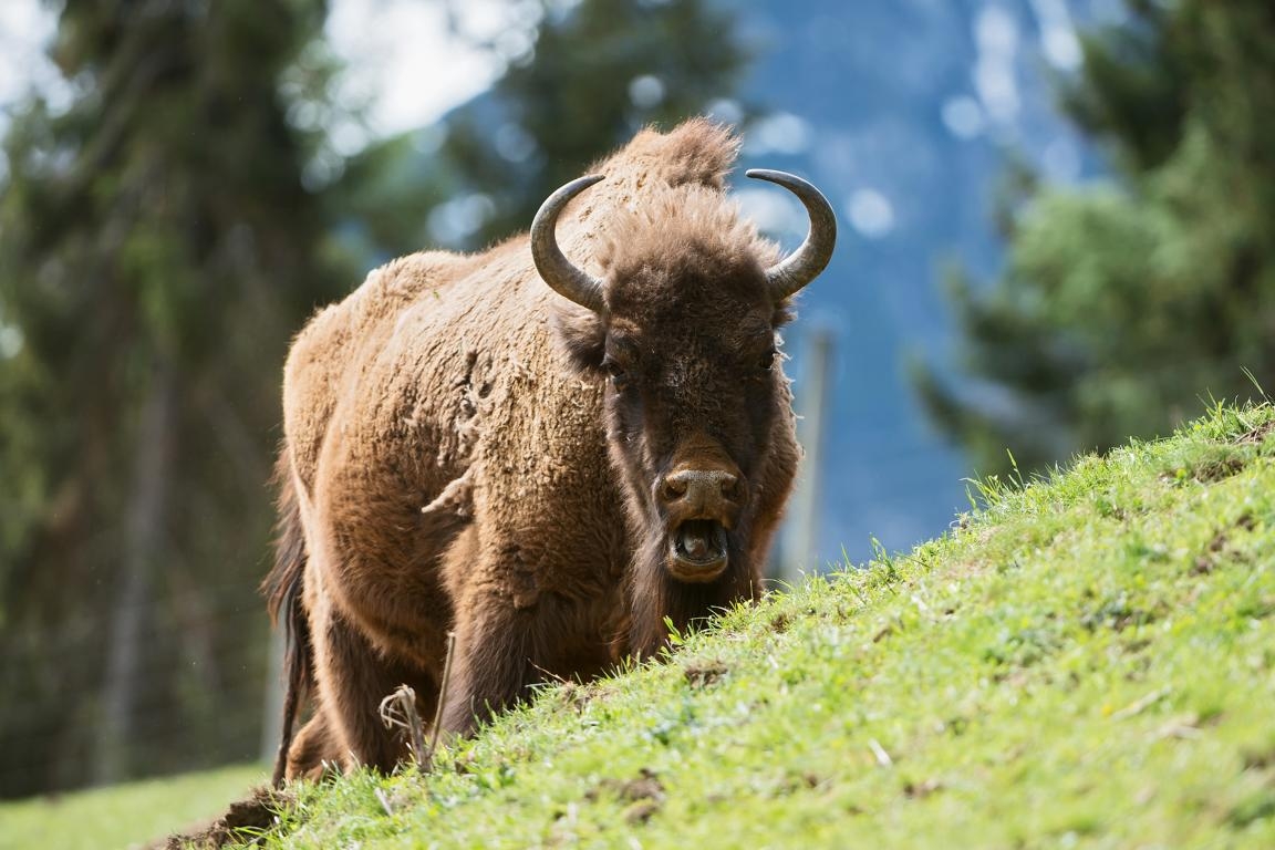 Wildpark Assling und Alpenzoo Innsbruck arbeiten eng zusammen