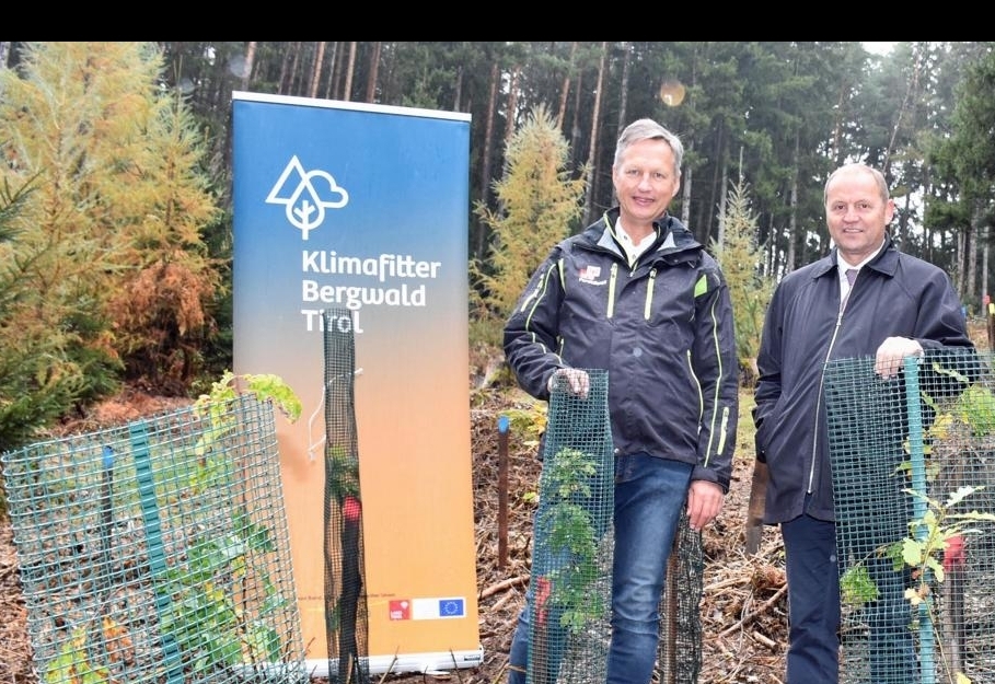 Tiroler Bergwald wird klimafit