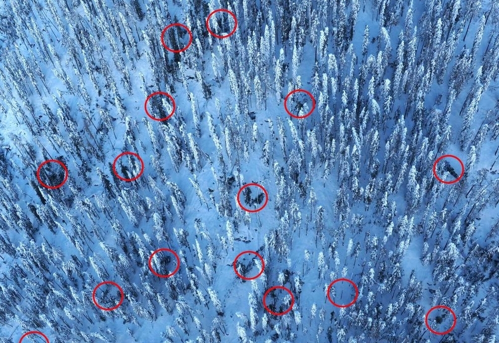 Dezemberschnee sorgte f&uuml;r rund 150.000 m&sup3; Schadholz