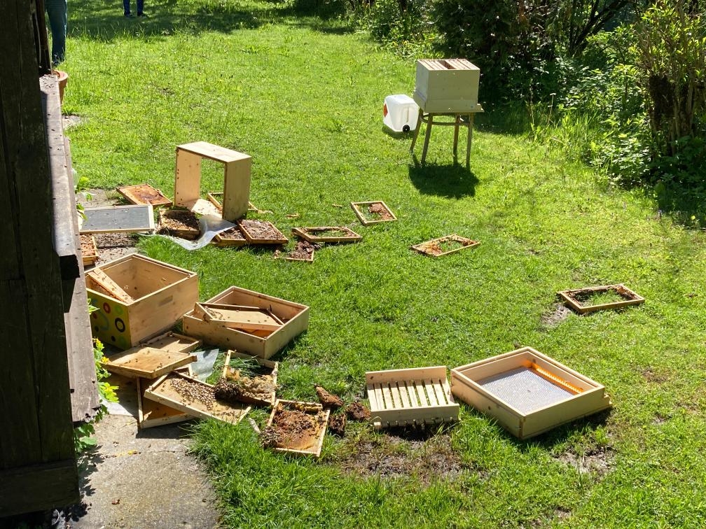 B&auml;r pl&uuml;nderte Bienenstock in Mellweg bei Hermagor