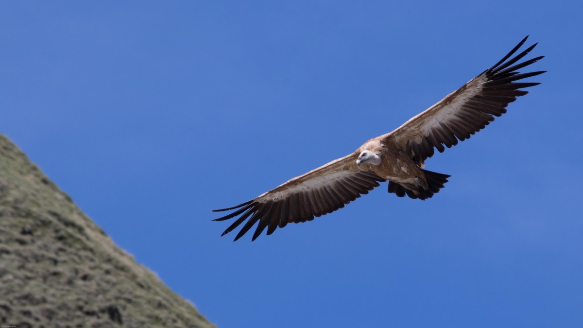Geier erleben &bdquo;Rufsch&auml;digung&ldquo; in sozialen Medien