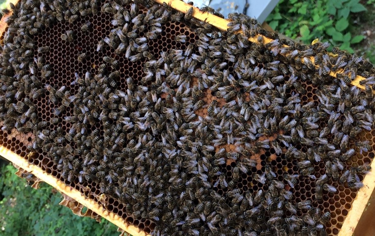 Neue Landesbrosch&uuml;re zu Bienen&Co
