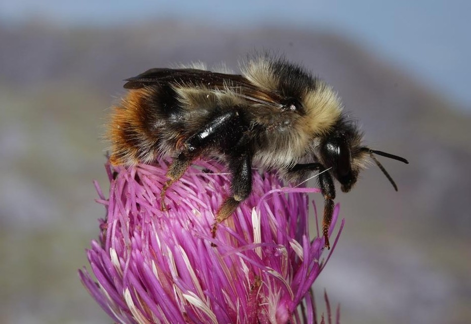 Unerwarteter Fund im Gailtal