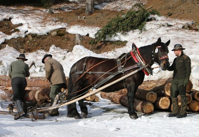 Traditionelles Holzfuhrwerk begeisterte in Gro&szlig;kirchheim