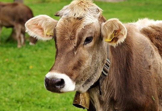 Landwirtschaft ist kritische Infrastruktur