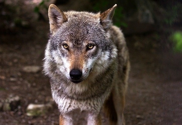 Vervierfachung bei Wolfssch&auml;den